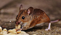 24 Hour & Emergency Exterminators in Seminole, FL